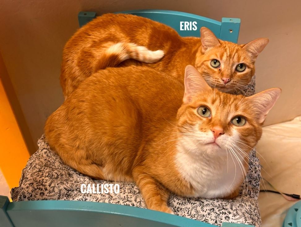Callisto & Eris Shelter Picture