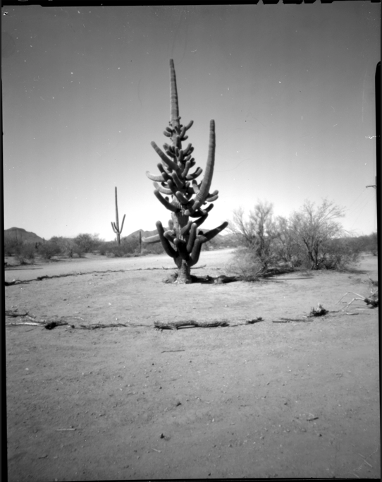 80 Arm Cactus Arizona